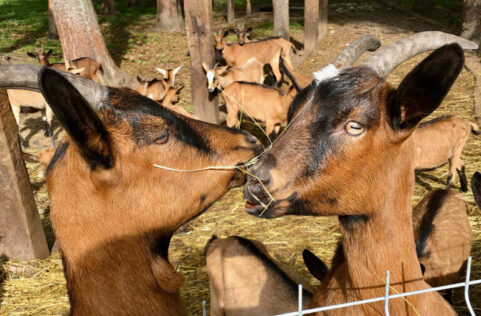 W Jurajskim Koziołku